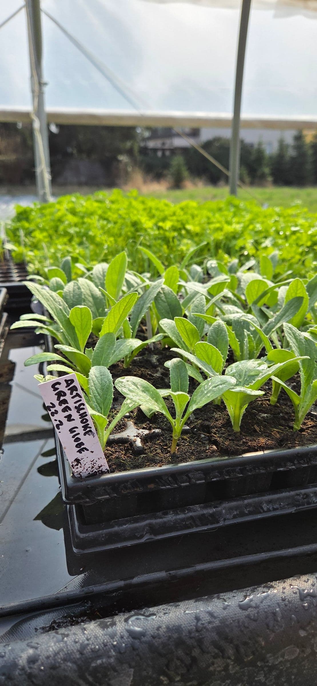 Tomaten-Jungpflanzen am Feld